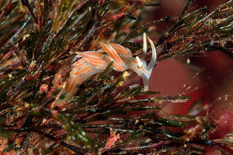 Facelina rubrovittata